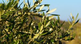 Pensábamos que el sector de aceite de oliva estaba tan roto que los olivareros estaban perdiendo 270 millones de euros. Es más del doble
