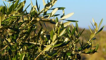 Pensábamos que el sector de aceite de oliva estaba tan roto que los olivareros estaban perdiendo 270 millones de euros. Es más del doble