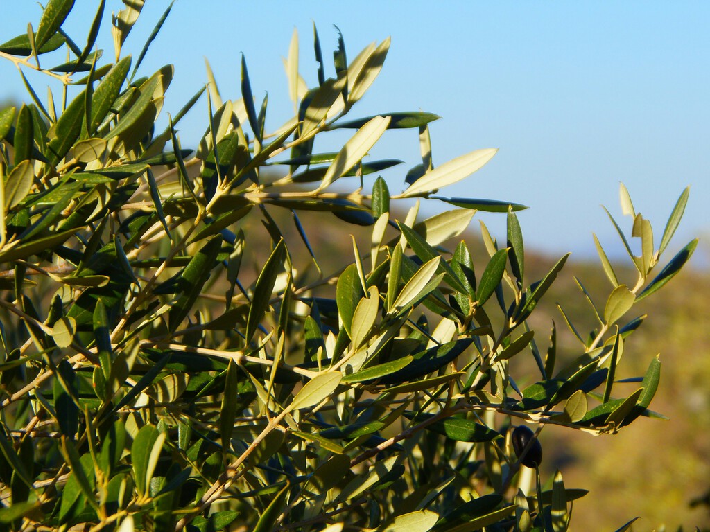 Pensábamos que el sector de aceite de oliva estaba tan roto que los olivareros estaban perdiendo 270 millones de euros. Es más del doble 