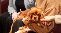 Terapia asistida con perros en un tanatorio de Barcelona: así ayudan los canes durante la pérdida de un ser querido