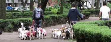 Ciudad de México se ha inventado una nueva "multa" para los conductores temerarios: ponerles a pasear perros