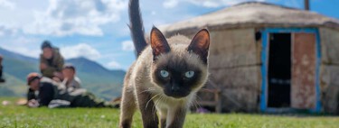 La domesticación de los gatos sigue siendo un misterio. Pero estamos más cerca de saber dónde y por qué sucedió
