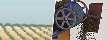 La campaña del aceite de oliva va tan bien que los olivareros españoles ya han perdido 270 millones de euros