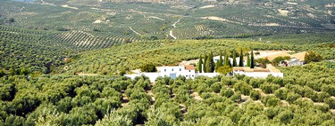Hay un nuevo e insospechado inversor en el campo andaluz: PepsiCo 