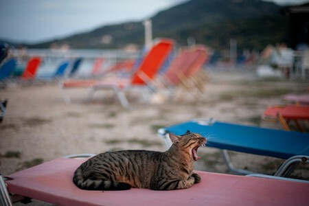 Andrey Kremkov Jv5lq6mlsvo Unsplash
