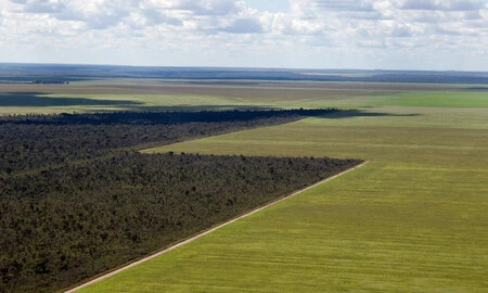 Extensiones de bosques convertidas en praderas