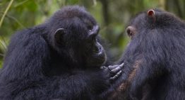 Los chimpancés utilizan plantas medicinales para socorrer a sus compañeros heridos