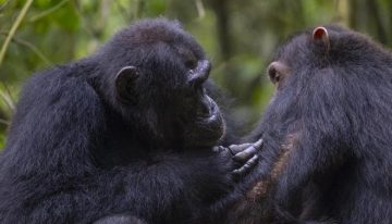 Los chimpancés utilizan plantas medicinales para socorrer a sus compañeros heridos