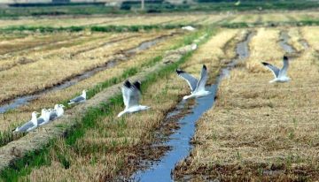 La crisis climática amenaza con reducir entre el 25% y el 40%  la producción agrícola española