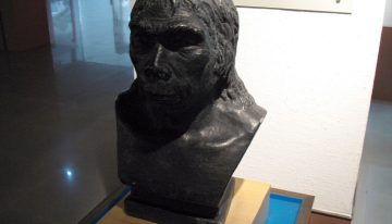 En 1958 encontramos un cráneo con 300.000 años en China. El problema es que no sabemos a qué «Homo» pertenece