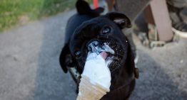 En plena crisis de natalidad, la industria del helado ha encontrado un nuevo filón en España: los perros