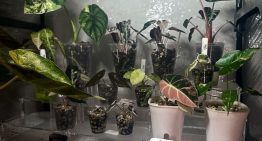 Hay gente cultivando plantas raras en casa y revendiendo sus 'hijos' por cientos de euros