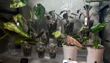 Hay gente cultivando plantas raras en casa y revendiendo sus 'hijos' por cientos de euros