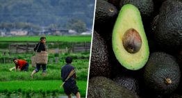 Japón se está convirtiendo en un país tan cálido y tan húmedo que sus agricultores han empezado a plantar… aguacates