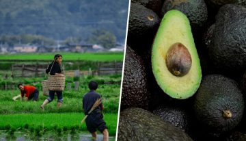 Japón se está convirtiendo en un país tan cálido y tan húmedo que sus agricultores han empezado a plantar… aguacates