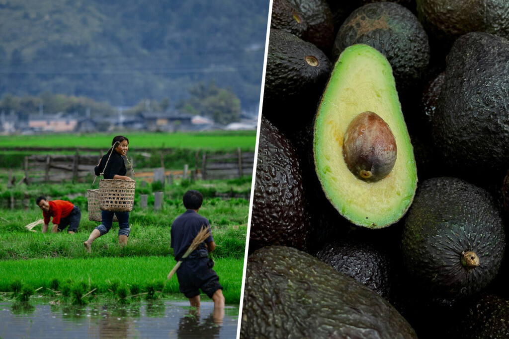 Japón se está convirtiendo en un país tan cálido y tan húmedo que sus agricultores han empezado a plantar... aguacates