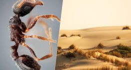 Las nuevas especies de insectos no se descubren en lugares exóticos: acabamos de hallar dos nuevas hormigas en Andalucía