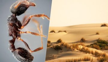 Las nuevas especies de insectos no se descubren en lugares exóticos: acabamos de hallar dos nuevas hormigas en Andalucía
