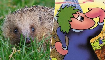 Llevamos 50 años pensando que los lemmings son roedores que se suicidan en masa. La culpa de todo la tiene Disney