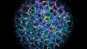 Los embriones pueden eliminar infecciones bacterianas antes de formar su sistema inmune
