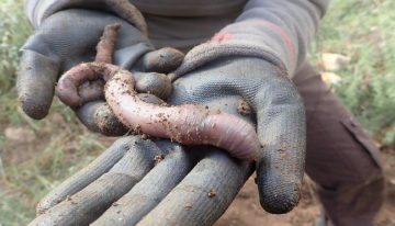 Un gusano de tierra desafía a Darwin y demuestra que la evolución no siempre es lineal