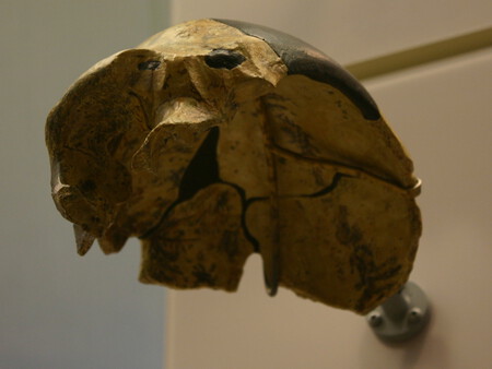 Maba Homo Heidelbergensis