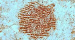 La policía científica, clave para desvelar la huella dactilar de un neandertal en la representación de un rostro humano