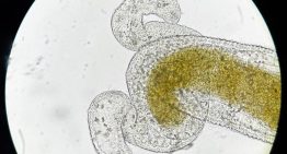 Las olas de calor aumentan hasta 13 veces el riesgo de transmisión de enfermedades infecciosas