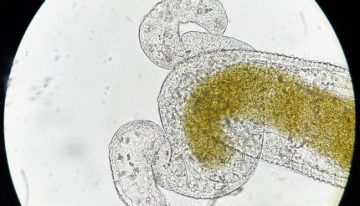 Las olas de calor aumentan hasta 13 veces el riesgo de transmisión de enfermedades infecciosas