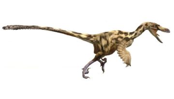 Catalunya fue el último paraíso europeo de los dinosaurios carnívoros justo antes de su extinción