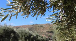 Creíamos que nos encontrábamos ante una cosecha «histórica» de aceite. Los agricultores ahora prevén un baño de realidad