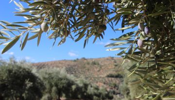 Creíamos que nos encontrábamos ante una cosecha «histórica» de aceite. Los agricultores ahora prevén un baño de realidad