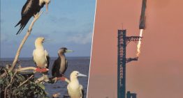 EEUU y SpaceX querían revolucionar la entrega de armas en cualquier parte del mundo. Un pájaro tropical tenía otros planes