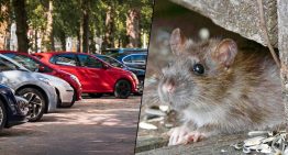 Creí que tenía un problema con el ABS de mi coche, pero me pilló de sorpresa al ver que era algo completamente inesperado: ratas