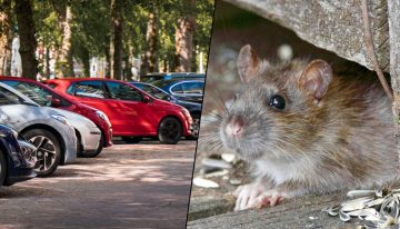 Creí que tenía un problema con el ABS de mi coche, pero me pilló de sorpresa al ver que era algo completamente inesperado: ratas