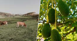 Andalucía se ha convertido en tierra hostil para el aguacate. Así que una región inesperada le está tomando el relevo: Galicia