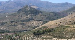 Algo extraño está pasando con el precio del aceite de oliva: sigue en caída libre pese a una última cosecha «media»