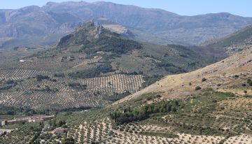 Algo extraño está pasando con el precio del aceite de oliva: sigue en caída libre pese a una última cosecha «media»