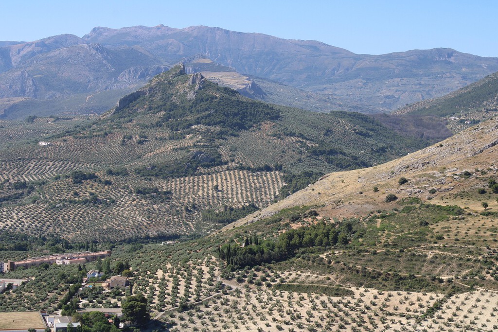 Algo extraño está pasando con el precio del aceite de oliva: sigue en caída libre pese a una última cosecha "media"