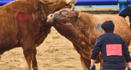 Corea del Sur lleva siglos celebrando sus particulares «corridas de toros». Y ahora se enfrenta al mismo dilema que España