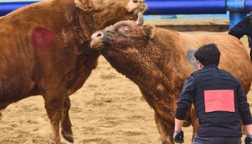 Corea del Sur lleva siglos celebrando sus particulares «corridas de toros». Y ahora se enfrenta al mismo dilema que España