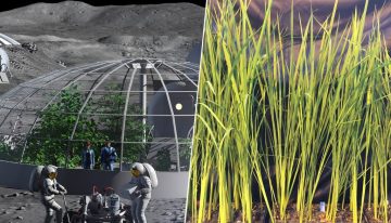 Italia tiene un objetivo: que en la Luna se coma risotto. Y ya investigan un arroz superenano y con más proteínas