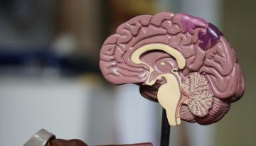 La productividad no se basa en trabajar más horas: es más eficiente aprender cómo funciona tu cerebro