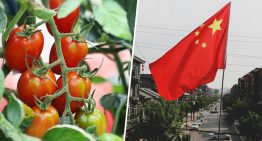 Extremadura se las prometía muy felices con su potente industria del tomate español. Hasta que llegó China