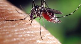 El Govern lanza un frente común contra las enfermedades transmitidas por mosquitos, sobre todo el dengue