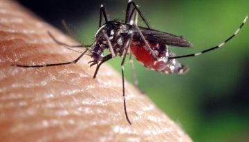 El Govern lanza un frente común contra las enfermedades transmitidas por mosquitos, sobre todo el dengue