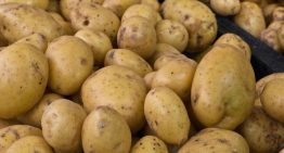 La patata moderna proviene de un cruce natural con el tomate hace unos 9 millones de años