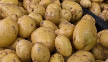 La patata moderna proviene de un cruce natural con el tomate hace unos 9 millones de años