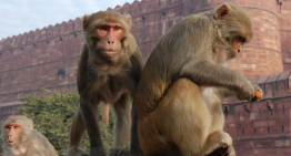 Una banda organizada de macacos ha montado el negocio perfecto en Bali: mangos por tu iPhone