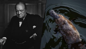 Durante la Segunda Guerra Mundial, Australia envió un ornitorrinco a Churchill. Murió en el viaje y 82 años después sabemos por qué